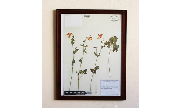 Big image herbarium specimen
