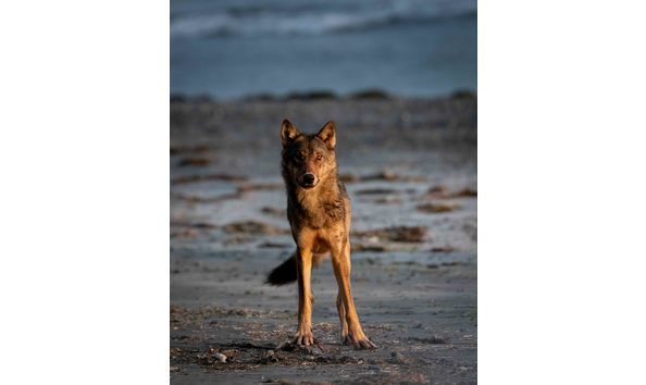 Big image bc coastal wolf for pacific wild auction site  1 of 1 
