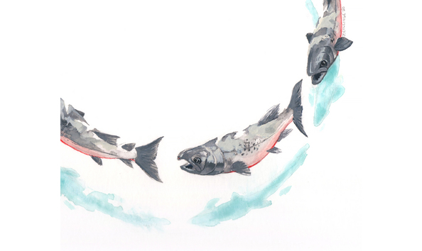 Big image pacificspirit cohoframe closeup2