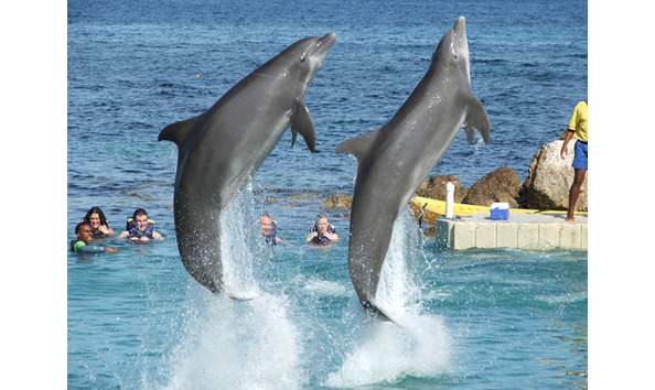 Big image dolphin cove