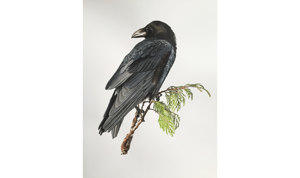 Big image raven edit2