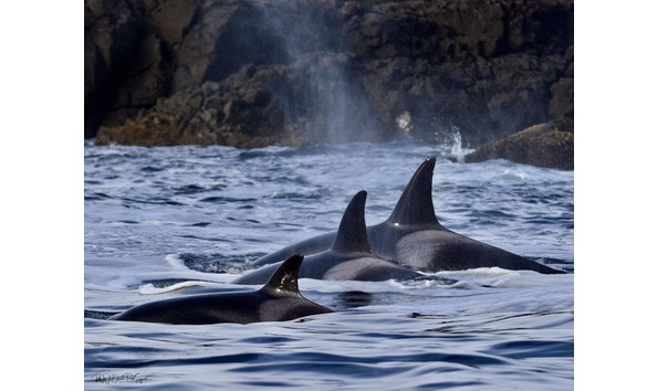 Big image 656023f1 fe85 479b a7be 73c4326e5530 1 201 a