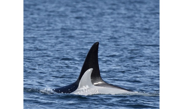 Big image 8cb73c6e 754c 4222 9f2d 34d4bb2bae71 1 201 a