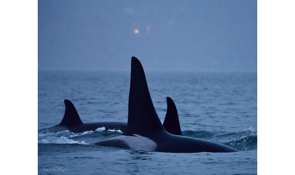 Big image dsc03054 min