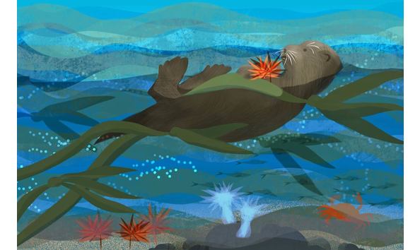 Big image a sea otter success story