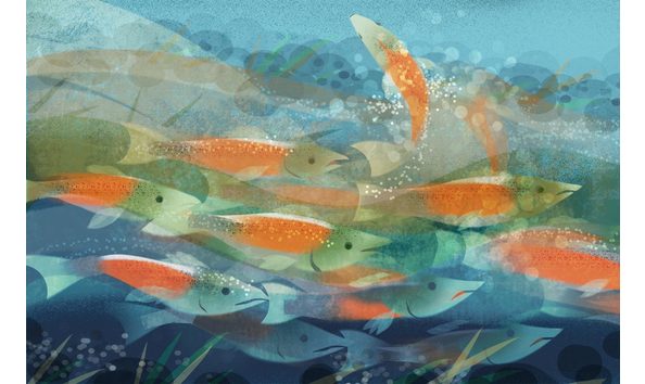 Big image chinook returning