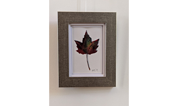 Big image sheavly   maple leaf