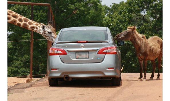 Big image wild animal safar drive thru animal park tour car 960x627