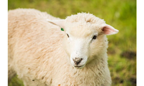 Big image lum farm orcas web 044