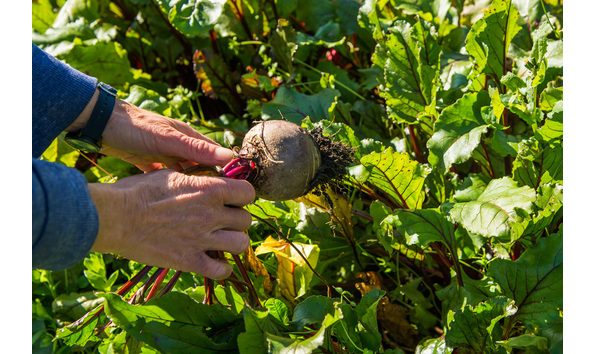 Big image sweet earth farm sji 082