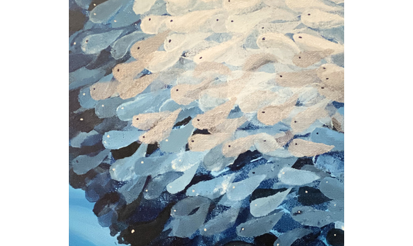 Big image herring bait ball close