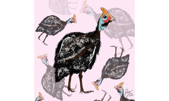 Big image guinea fowl