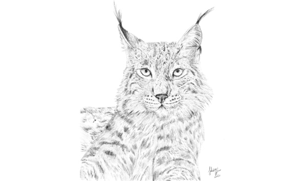 Big image lynx