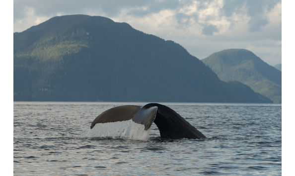 Big image screen shot 2020 10 26 at 14.54.48