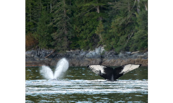 Big image screen shot 2020 10 26 at 22.31.30