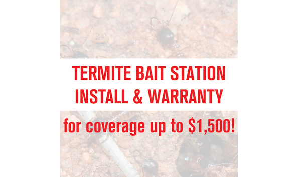 Big image termite coverage
