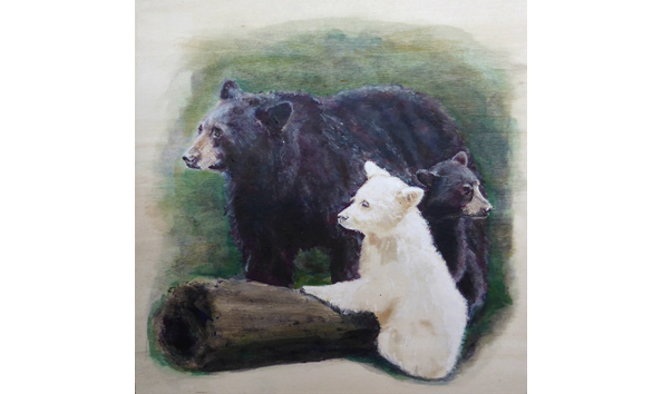 Big image a kermode cub with family scaled 