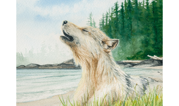 Big image songoftheseawolf 3closeup