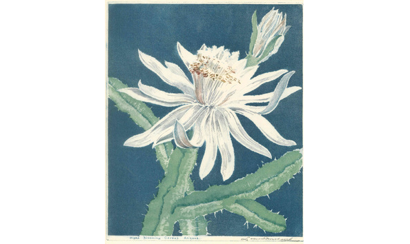 Big image night blooming cereus