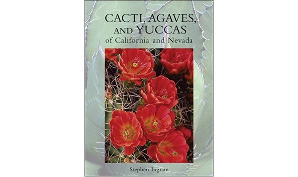 Big image cacti and agave