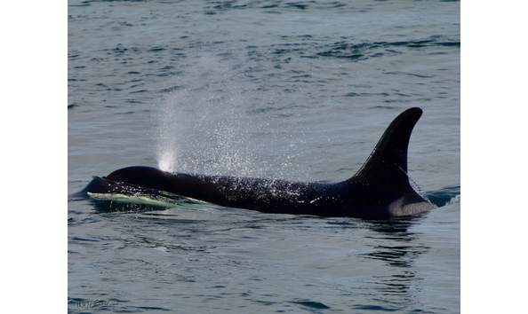 Big image meet the matriarch