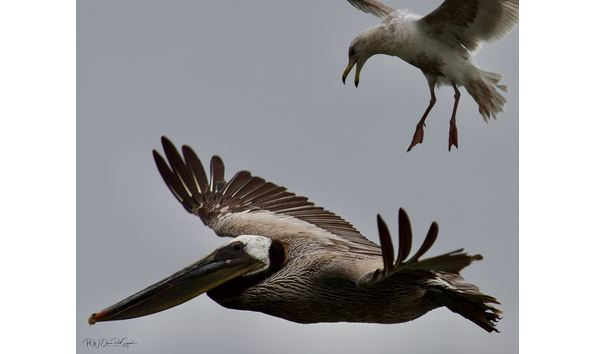 Big image brittanyphilbinpestering