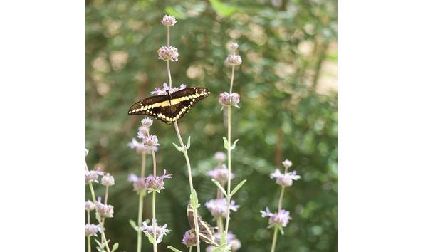 Big image butterfly pavilion 2