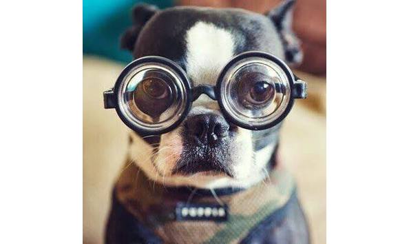 Big image inklined dog