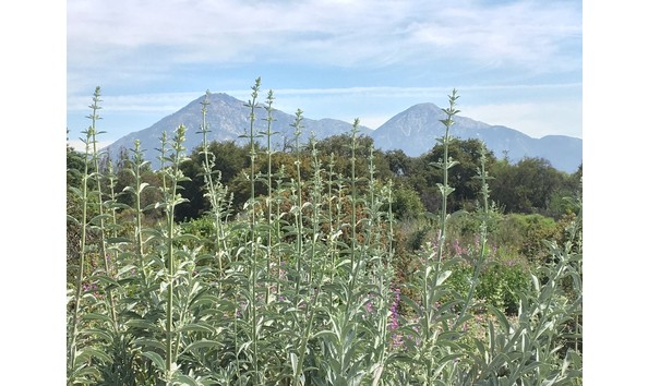 Big image cropped s. apiana in communities  bhk 