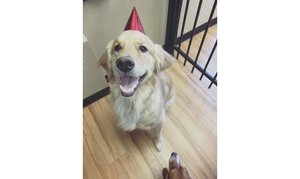 Big image lucky pawz customer