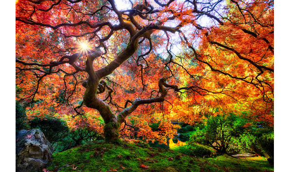 Big image portland japanese gardens 2