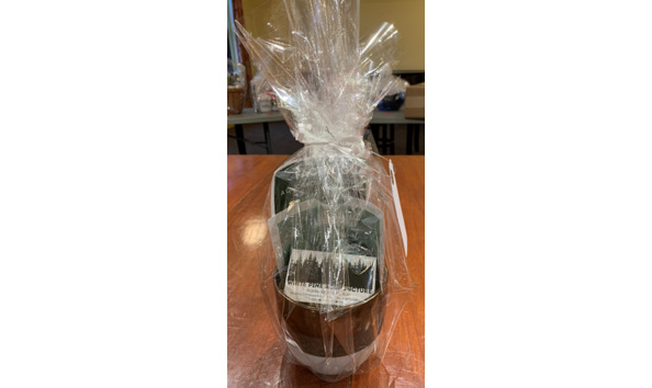 Big image white pine