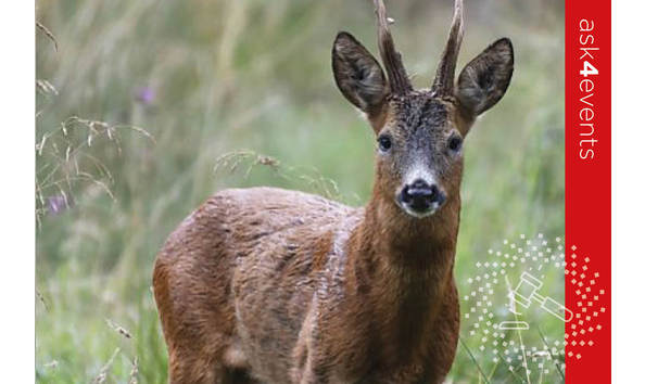 Big image auction images 2020 121