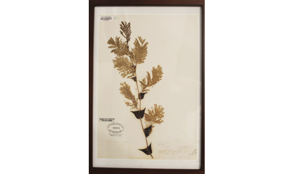 Big image herbarium framed print