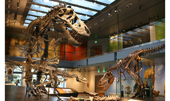 Big image next project dino hall slide 01