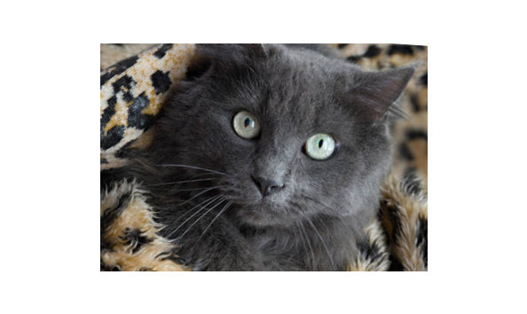 Big image screen shot 2017 04 22 at 11.20.59 pm