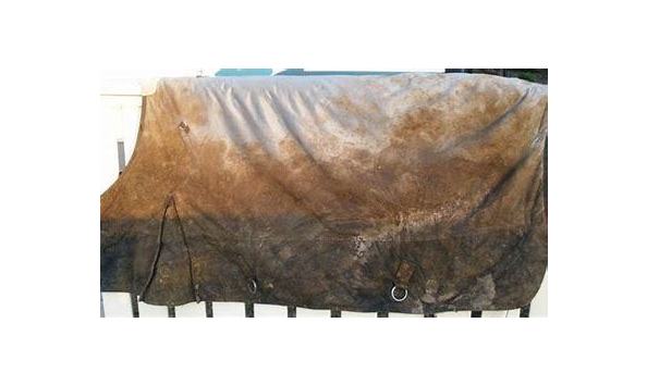 Big image mini magick20210115 92254 1ggjwa6