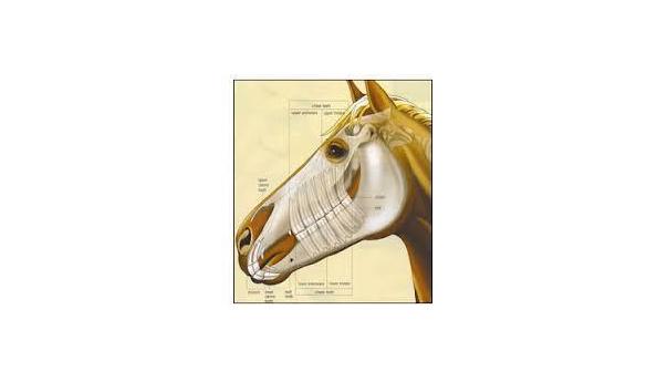 Big image mini magick20210116 92254 5f8mkz