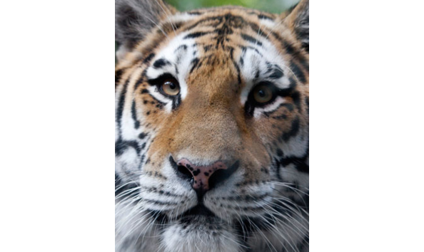 Big image screen shot 2017 04 23 at 11.16.02 am