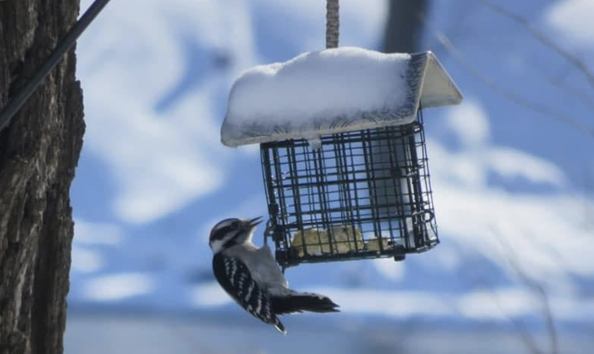 Big image 97 suetfeeder 2