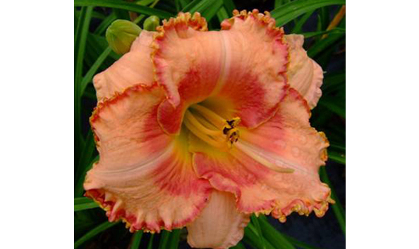 Big image 114 prairiesedge 1