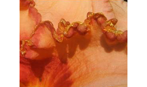 Big image 114 prairiesedge 3