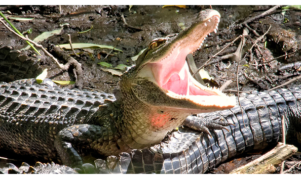 Big image heritage boat rental tour