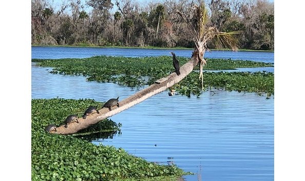Big image st johns river tours