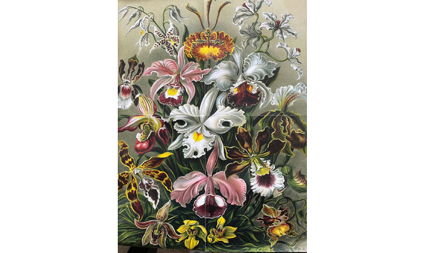 Big image lantern press puzzle  orchids