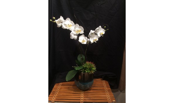 Big image christoffersorchid