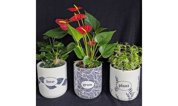 Big image planter trio