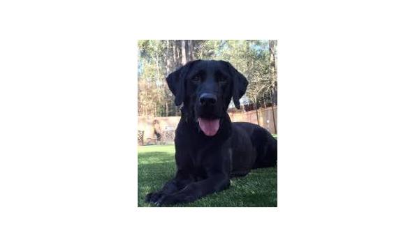 Big image tnt greens