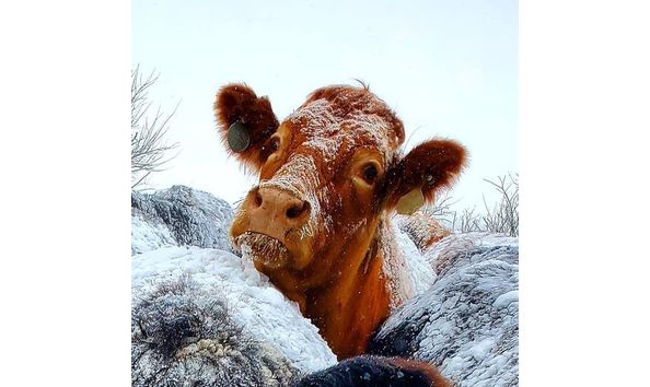 Big image red cow