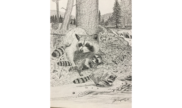 Big image raccoon drawing 2
